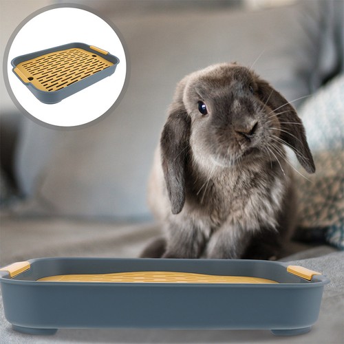 2pcs guinea pig - 2pcs,