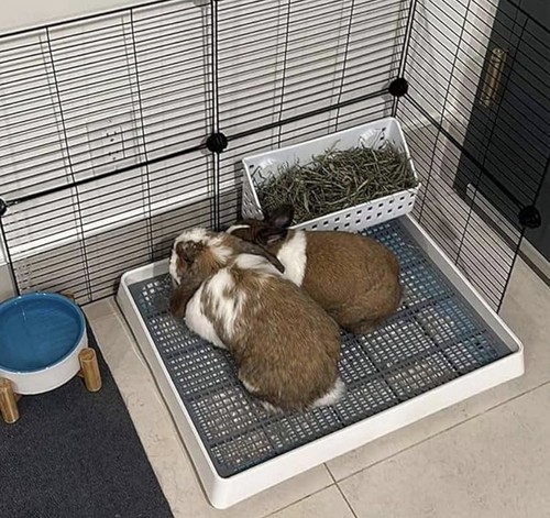 Large rabbit litter box with - litter,